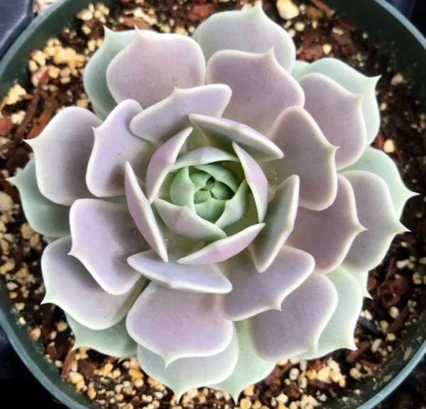 Echeveria Lola Rare Succulent Exotic Hen And Chicks Plant Seed 50 Seeds Fresh Garden