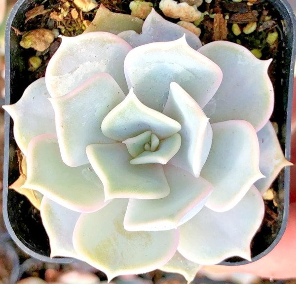 Echeveria Lilacina Rare Succulent Exotic Hen And Chicks Plant Seed 50 Seeds Fresh Garden
