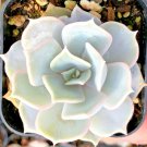 Echeveria Lilacina Rare Succulent Exotic Hen And Chicks Plant Seed 50 Seeds Fresh Garden