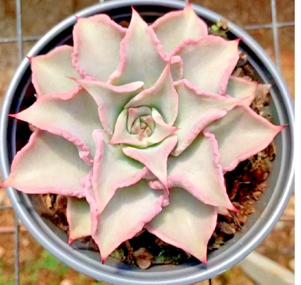Echeveria Madiba Rare Succulent Exotic Hen And Chicks Plant Seed 50 Seeds Fresh Garden