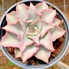 Echeveria Madiba Rare Succulent Exotic Hen And Chicks Plant Seed 50 Seeds Fresh Garden