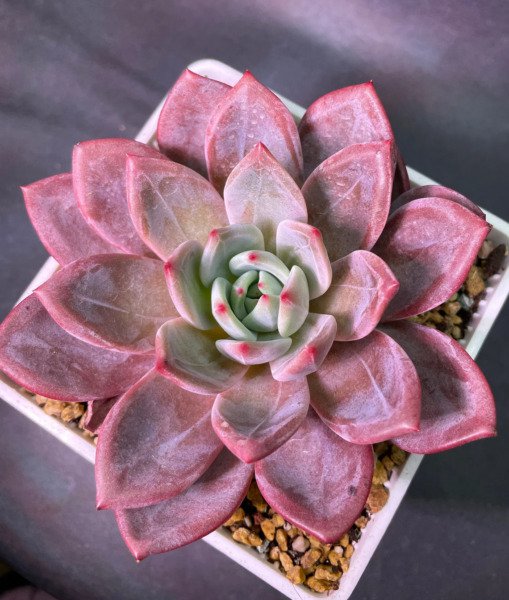 Echeveria White Champagne Rare Succulent Hen And Chicks Plant Seed 50 Seeds Fresh Garden
