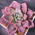 Echeveria White Champagne Rare Succulent Hen And Chicks Plant Seed 50 Seeds Fresh Garden