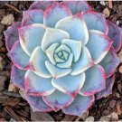 Echeveria Fairy Queen Rare Succulent Hen And Chicks Exotic Plant Seed 50 Seeds Fresh Garden