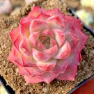 Echeveria Elegans Sp. Peach Queen Succulent Hen And Chicks Plant Seed 50 Seeds Fresh Garden