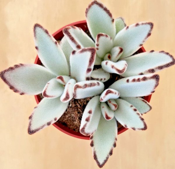Kalanchoe Tomentosa Panda Ear Rare Succulent Hen And Chicks Plant Seed 50 Seeds Fresh Garden