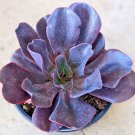 Echeveria "Hortencia" Rare Succulent Flower Hen And Chicks Plant Seed 50 Seeds Fresh Garden