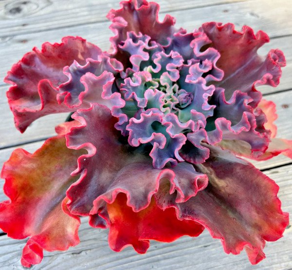 Echeveria "Marvella" Rare Succulent Flower Hen And Chicks Plant Seed 50 Seeds Fresh Garden