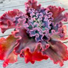 Echeveria "Marvella" Rare Succulent Flower Hen And Chicks Plant Seed 50 Seeds Fresh Garden