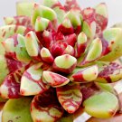 Echeveria "Bloody" Jelly Jam Rare Succulent Hen And Chicks Plant Seed 50 Seeds Fresh Garden