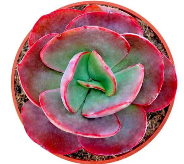 Echeveria "Big Red" Rare Succulent Hen And Chicks Exotic Plant Seed 50 Seeds Fresh Garden