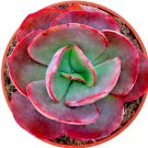 Echeveria "Big Red" Rare Succulent Hen And Chicks Exotic Plant Seed 50 Seeds Fresh Garden