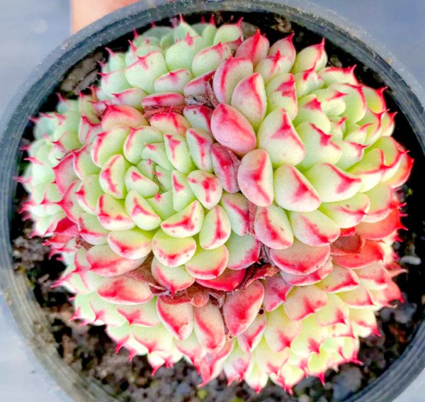 Echeveria "Minima" Rare Succulent Hen And Chicks Exotic Plant Seed 50