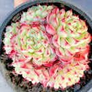Echeveria "Minima" Rare Succulent Hen And Chicks Exotic Plant Seed 50 Seeds Fresh Garden