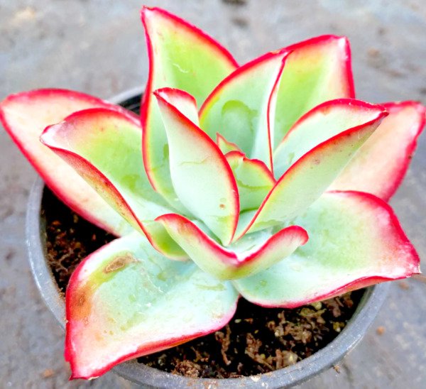 Echeveria Subrigida "Fire And Ice" Hen And Chicks Exotic Plant Seed 50 Seeds Fresh Garden