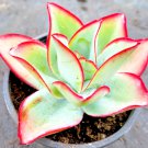Echeveria Subrigida "Fire And Ice" Hen And Chicks Exotic Plant Seed 50 Seeds Fresh Garden