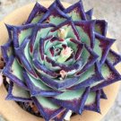 Echeveria Agavoides 'Ebony' Rare Hen And Chicks Exotic Plant Seed 50 Seeds Fresh Garden