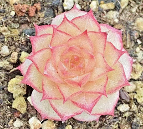 Echeveria Sp. Rare Succulent Rare Hen And Chicks Exotic Plant Seed 50