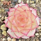 Echeveria Sp. Rare Succulent Rare Hen And Chicks Exotic Plant Seed 50 Seeds Fresh Garden