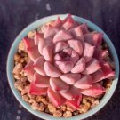 Echeveria Hyaliana X Tolimanensis Rare Hen And Chicks Exotic Plant Seed 50 Seeds Fresh Garden
