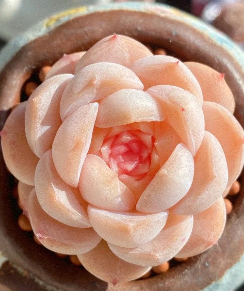 Echeveria Pure Love Rare Succulent Ice Hen And Chicks Exotic Plant Seed 50 Seeds Fresh Garden