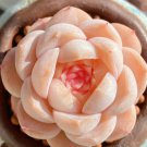 Echeveria Pure Love Rare Succulent Ice Hen And Chicks Exotic Plant Seed 50 Seeds Fresh Garden