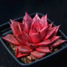 Echeveria Agavoides Romeo Rare Succulent Hen And Chicks Plant Seed 50 Seeds Fresh Garden