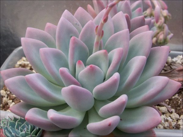 Graptoveria Moonglow Echeveria Rare Succulent Hen And Chicks Plant Seed 50 Seeds Fresh Garden