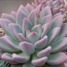 Graptoveria Moonglow Echeveria Rare Succulent Hen And Chicks Plant Seed 50 Seeds Fresh Garden