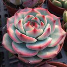 Echeveria Chihuahuaensis Succulent Rare Hen And Chicks Aloe Plant Seed 50 Seeds Fresh Garden