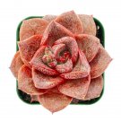 Echeveria Purpusorum Rare Succulent Hen And Chicks Aloe Plant Seed 50 Seeds Fresh Garden