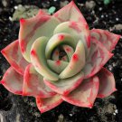 Echeveria Lala Rare Succulent Hen And Chicks Aloe Plant Seed 50 Seeds Fresh Garden