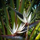 Strelitzia Nicolai (Giant White Bird Of Paradise) Tropical Plant Tree 15 Seeds Fresh Garden