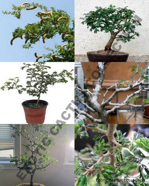 Ebenopsis Ebano Texas Ebony Rare Bonsai Tree Succulent Plant Seed Pack 10 Seeds Fresh Garden