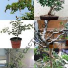 Ebenopsis Ebano Texas Ebony Rare Bonsai Tree Succulent Plant Seed Pack 10 Seeds Fresh Garden