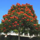 Spathodea Campanulata Rare African Tulip Tree Flowering Seed Pack 10 Seeds Fresh Garden