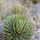 Agave Victoria Reginae Bustamante Succulent Plant Exotic Seed 15 Seeds Fresh Garden