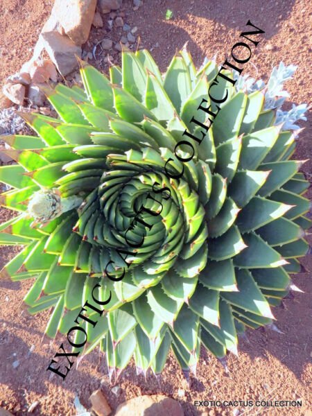 Aloe Polyphylla Spiral Succulent Rare Agave Plant Exotic Seed 25 Seeds Fresh Garden