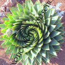 Aloe Polyphylla Spiral Succulent Rare Agave Plant Exotic Seed 25 Seeds Fresh Garden