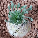 Albuca Concordiana Rare Ornithogalum Exotic Bulb Seed Pack 10 Seeds Fresh Garden
