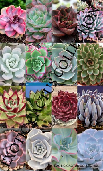 Mixed Echeveria Seed Variety Rare Plant Exotic Succulent Seed Flowering 50 Seeds Fresh Garden