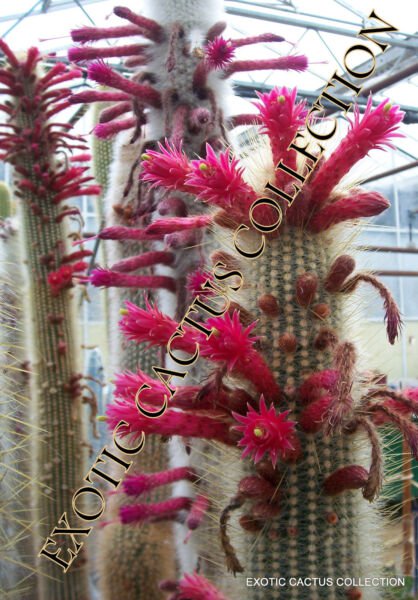 Cleistocactus Strausii Silver Torch Cactus Rare Cereus Columnar Cacti 20 Seeds Fresh Garden