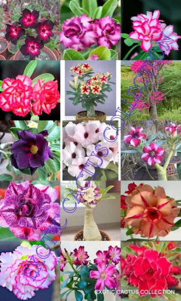 Rare Desert Rose Mix Caudex Plant Exotic Caudiciform Succulents Bonsai 10 Seeds Fresh Garden