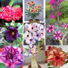 Rare Desert Rose Mix Caudex Plant Exotic Caudiciform Succulents Bonsai 10 Seeds Fresh Garden