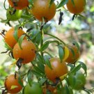 Exotic Barbados Gooseberry Seed Pereskia Aculeata Rare Rose Cactus Cacti 5 Seeds Fresh Garden