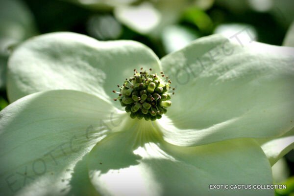 Exotic Cornus Kousa Chinese Dogwood Tree White Flowers Red Fruit Seed 50 Seeds Fresh Garden