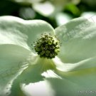 Exotic Cornus Kousa Chinese Dogwood Tree White Flowers Red Fruit Seed 50 Seeds Fresh Garden