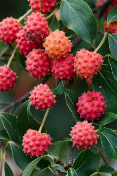 Cornus Kousa Chinese Dogwood Tree White Flowers Red Fruit Plant Seed 50 Seeds Fresh Garden
