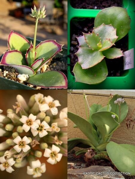 Kalanchoe Synsepala Rare Walking Exotic Succulent Cactus Plant Seed 15 Seeds Fresh Garden