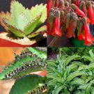 Kalanchoe Daigremontiana Rare Mother Of Thousand Mexican Hat Plant Seed 25 Seeds Fresh Garden